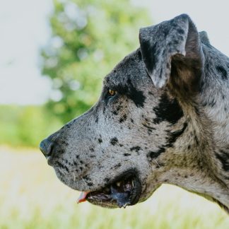 Great Dane